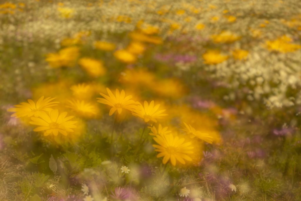 Yellow flowers blooming in Infanta